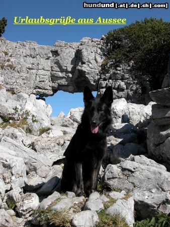 Deutscher Schäferhund Isetta vom Auenfels