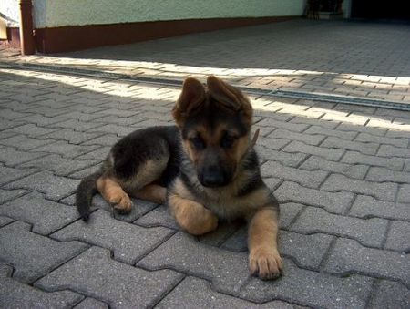 Deutscher Schäferhund Und das si meine Maus als sie 12 Wochen alt war.