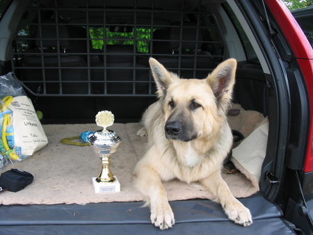 Deutscher Schäferhund Der zweite Platz für den originelsten Mischling im Norden! (Neumünster)