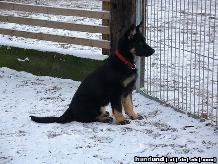 Deutscher Schäferhund Agila vom Domizil