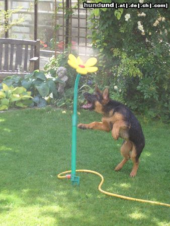 Deutscher Schäferhund Imo vom Schloss Schubert