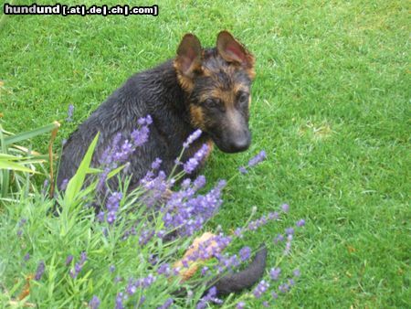 Deutscher Schäferhund Imo vom Schloss Schubert