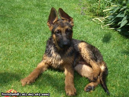 Deutscher Schäferhund Imo vom Schloss Schubert