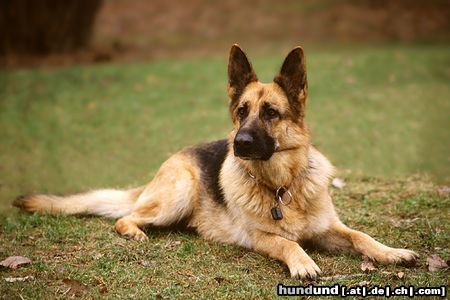 Deutscher Schäferhund Bessi