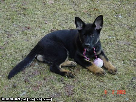 Deutscher Schäferhund Ayla v. Domizil