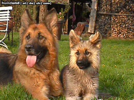 Deutscher Schäferhund zwei die sich verstehen