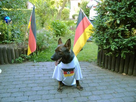 Deutscher Schäferhund Buddy der Fussballspieler