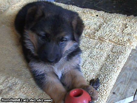 Deutscher Schäferhund Adina von den Germanen(5 Wo.)