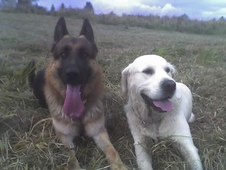 Deutscher Schäferhund SHARK und CHARLY