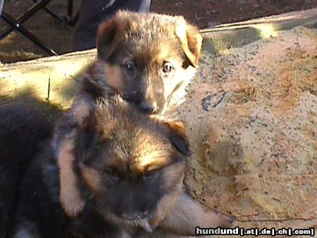 Deutscher Schäferhund Adina von den Germanen(5 Wo.)