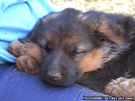 Deutscher Schäferhund Adina von den Germanen(5 Wo.)