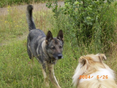 Deutscher Schäferhund Wer bist du denn?