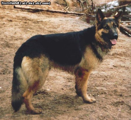 Deutscher Schäferhund Charly von Löschknecht 