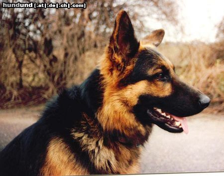 Deutscher Schäferhund Charly von Löschknecht 