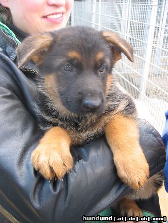 Deutscher Schäferhund Imo vom Schloss Schubert, 6 Wochen