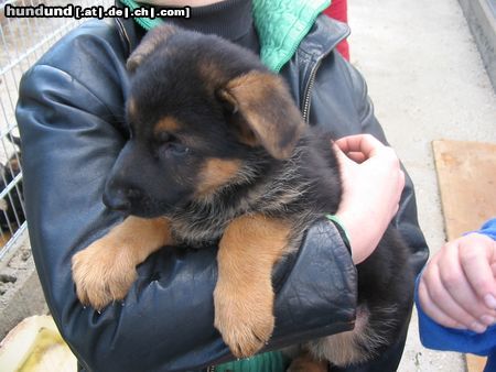 Deutscher Schäferhund Unser kleiner Timo mit 11Wochen