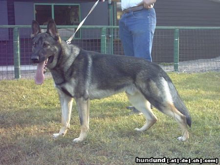 Deutscher Schäferhund breston