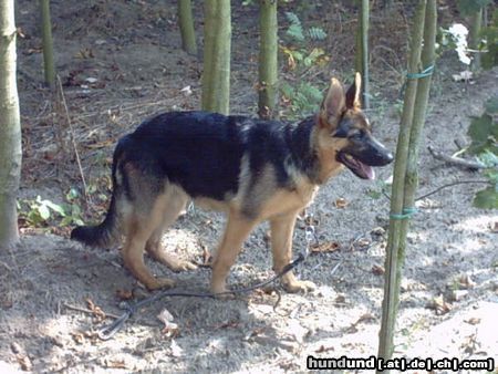 Deutscher Schäferhund breston