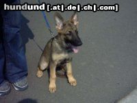 Deutscher Schäferhund breston