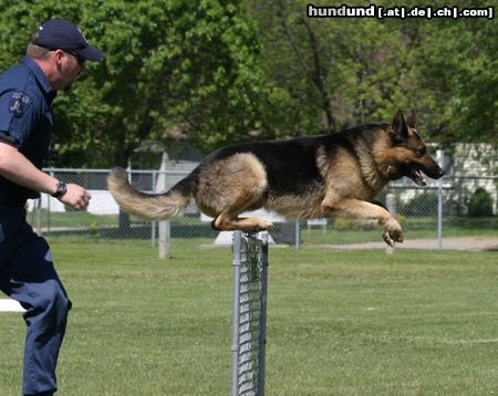 Deutscher Schäferhund agility 2