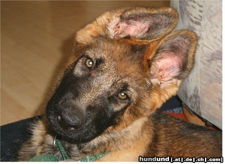 Deutscher Schäferhund Apha von der Liebenburg