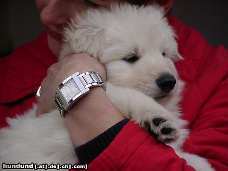 Deutscher Schäferhund Angelo