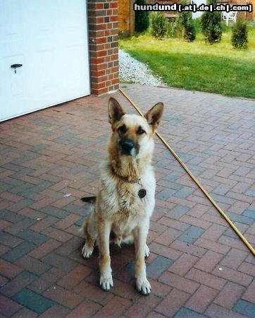 Deutscher Schäferhund Arco Schäfermix