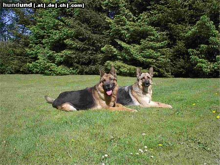 Deutscher Schäferhund Veit und Zarah vom Kaiserpark