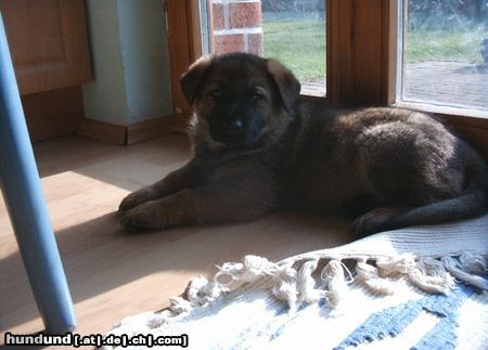 Deutscher Schäferhund Ciara von Termorgen