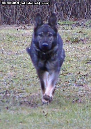 Deutscher Schäferhund Banja v. Dammendorfer Park