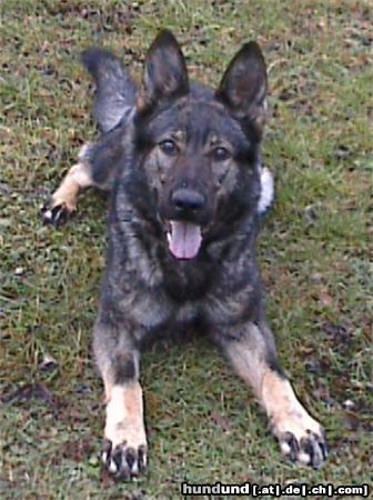 Deutscher Schäferhund Banja v. Dammendorfer Park