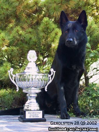 Deutscher Schäferhund Bester Schutzdienst 96