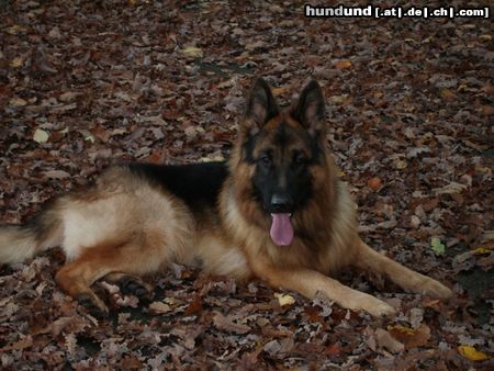 Deutscher Schäferhund Bexter im Wald