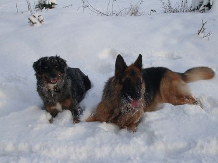 Deutscher Schäferhund Bexter mit Freundin Hexe