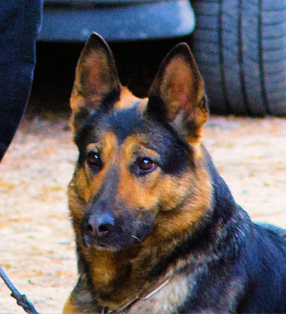 Deutscher Schäferhund Dexe vom Weinland Baden