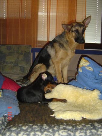 Deutscher Schäferhund Hera v.d. schilfmühle geboren 4.7.2005 gestorben am 6.7.2006 wegen schwerem HD haben wir uns trennen müssen!