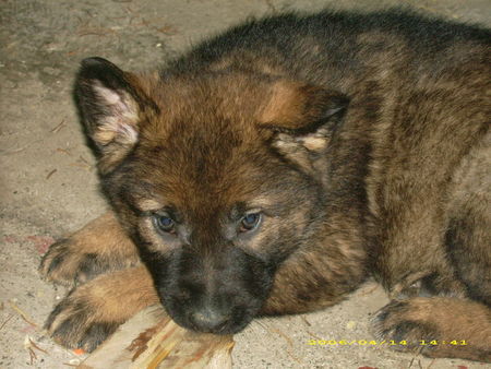 Deutscher Schäferhund FINA 6 Wo.