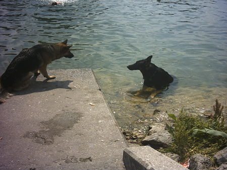 Deutscher Schäferhund