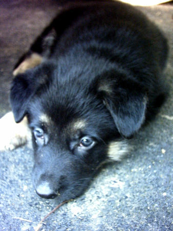 Deutscher Schäferhund Merlin unser Kleiner