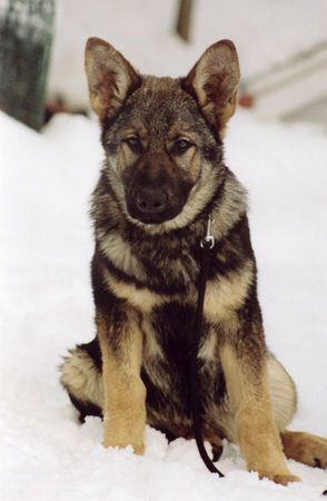 Deutscher Schäferhund Elio du Domaine de Chôdes 