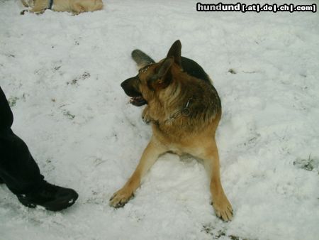 Deutscher Schäferhund Ferros - 2 Jahre