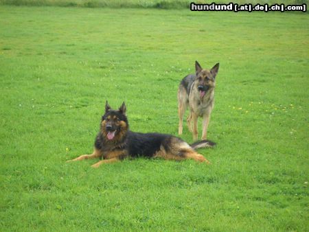 Deutscher Schäferhund Treue Seele/ So sind Babys