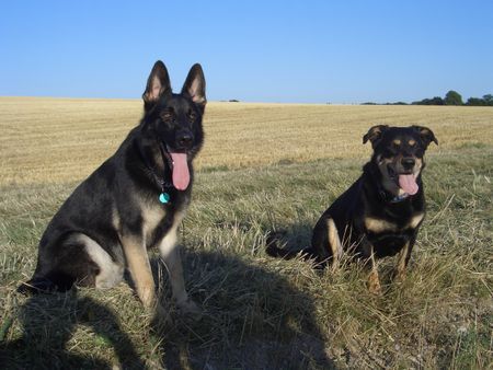 Deutscher Schäferhund