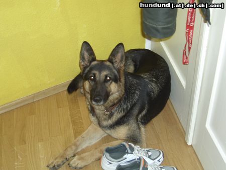 Deutscher Schäferhund cindy 