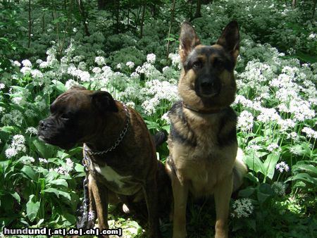 Deutscher Schäferhund cindy und tommy(boxer)