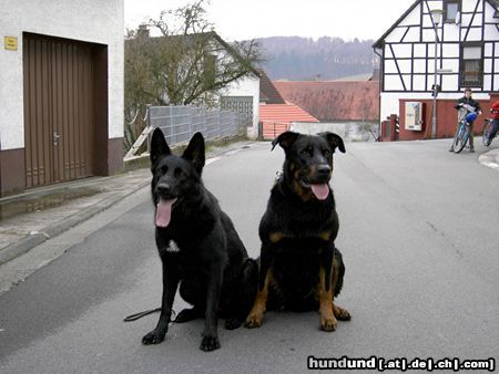 Deutscher Schäferhund Kelli vom Salstalblick mir Beauceron Cheki