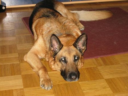 Deutscher Schäferhund Conan 10.12.1995 - 20.12.2006