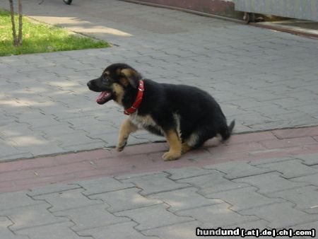 Deutscher Schäferhund Asti