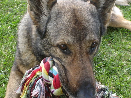 Deutscher Schäferhund Blindenführhündin Sela