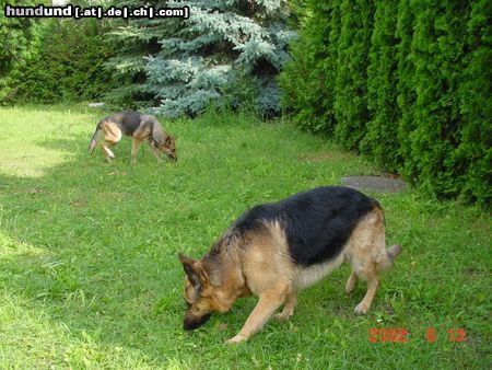 Deutscher Schäferhund rih und buck im garten